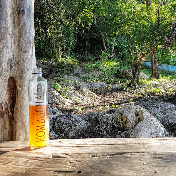 SCOBY de la Kombucha